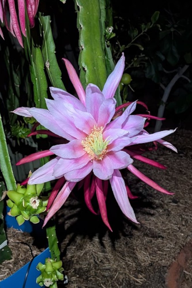 Night Flower